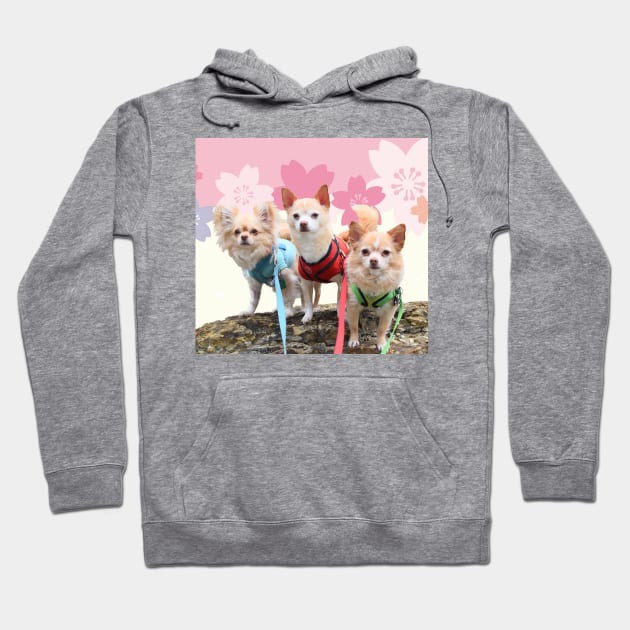 Sakura Chihuahuas Hoodie by BarkPink